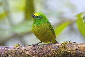 Blue-naped Chlorophonia by Chris Calonje