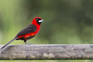Masked Crimson Tanager photo by Cheesemans’ Ecology Safaris