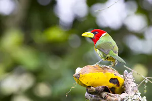 Red-headed Barbet photo by Chris Calonje
