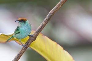Scrub Tanager photo by Chris Calonje