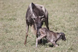 Wildebeest with newborn calf photo by Cheesemans’ Ecology Safaris