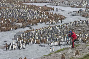 King Penguin colony at St. Andrews Bay, South Georgia Island, photo by Cheesemans' Ecology Safaris