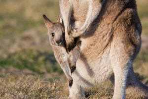 Eastern gray kangaroo joey photo by Cheesemans’ Ecology Safaris