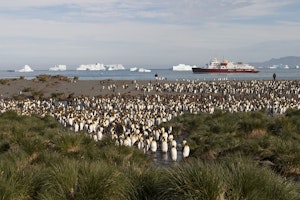 King Penguin colony on South Georgia Island photo by Cheesemans' Ecology Safaris