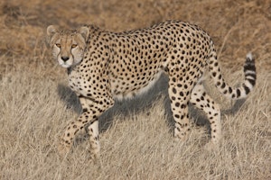 Cheetah © Cheesemans' Ecology Safaris