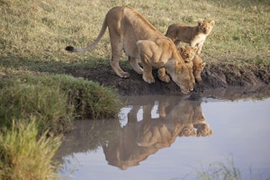 Lions © Cheesemans' Ecology Safaris