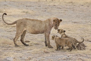 Lioness and cubs photo by Cheesemans’ Ecology Safaris