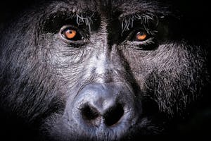 Mountain Gorilla photo by Scott Davis with Cheesemans' Ecology Safaris