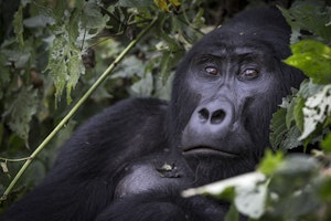 Mountain Gorilla photo by Scott Davis