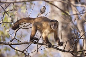 Black-Striped Tufted Capauchin © Cheesemans’ Ecology Safaris