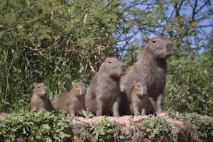Capybara photo by Cheesemans’ Ecology Safaris