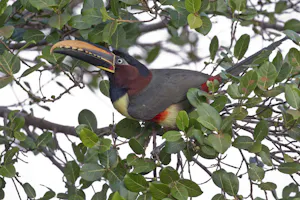 Chestnut-eared Aracari photo by Cheesemans’ Ecology Safaris