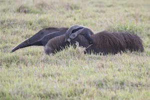 Giant Anteater photo by Cheesemans’ Ecology Safaris