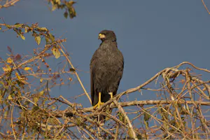 Great Black-Hawk photo by Cheesemans’ Ecology Safaris