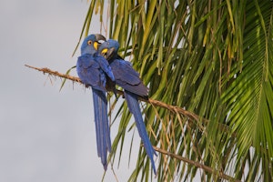 Hyacinth Macaws by Cheesemans’ Ecology Safaris