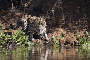 Jaguar in Pantanal Brazil photo by Cheesemans’ Ecology Safaris