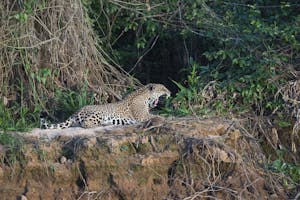 Jaguar in Pantanal Brazil photo by Cheesemans’ Ecology Safaris