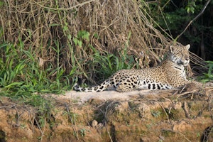 Jaguar photo by Cheesemans’ Ecology Safaris