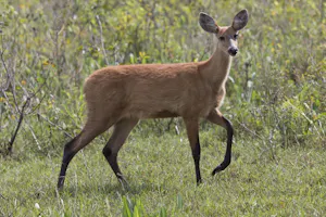 Marsh Deer photo by Cheesemans’ Ecology Safaris