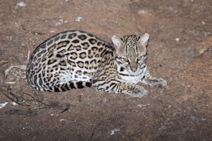 Ocelot photo by Cheesemans’ Ecology Safaris
