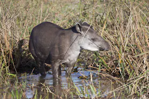 South American Tapir photo by Cheesemans’ Ecology Safaris