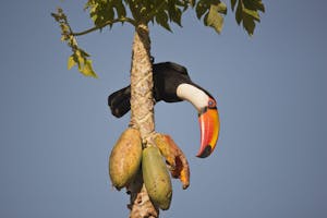 Toco Toucan photo by Cheesemans’ Ecology Safaris