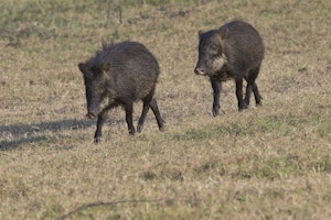 White-lipped Peccary photo by Cheesemans’ Ecology Safaris