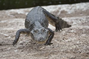 Yacaré Caiman photo by Cheesemans’ Ecology Safaris
