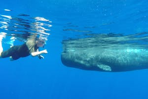 Photographing a Sperm Whale while snorkeling photo by Cheesemans’ Ecology Safaris