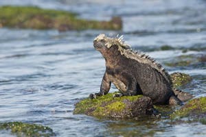 Marine Iguana photo by Cheesemans’ Ecology Safaris
