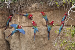 Red-and-green Macaw at a clay lick photo by Cheesemans’ Ecology Safaris