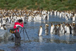 Photographing King Penguins photo by Cheesemans’ Ecology Safaris