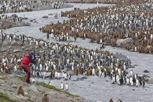 King Penguin colony at St. Andrews Bay, South Georgia Island, photo by Cheesemans' Ecology Safaris