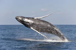 Humpback Whale photo by Cheesemans’ Ecology Safaris