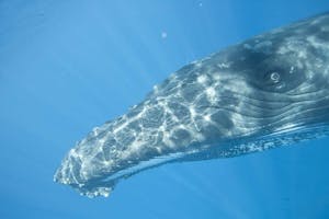 Humpback Whale photo by Cheesemans’ Ecology Safaris