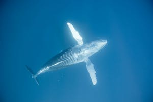 Humpback Whale photo by Cheesemans’ Ecology Safaris