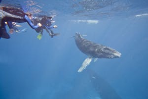 Snorkeling with a Humpback Whale © Cheesemans' Ecology Safaris