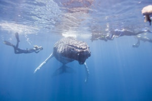 Snorkeling with a Humpback Whale photo by Cheesemans’ Ecology Safaris