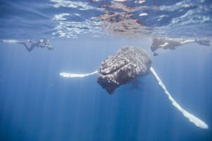 Snorkeling with a Humpback Whale photo by Cheesemans’ Ecology Safaris