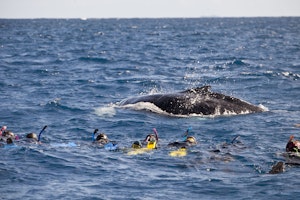 Snorkeling with a Humpback Whale photo by Cheesemans’ Ecology Safaris