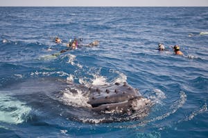 Snorkeling with a Humpback Whale photo by Cheesemans’ Ecology Safaris