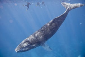 Snorkeling with a Humpback Whale photo by Cheesemans’ Ecology Safaris