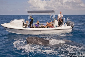 Humpback Whale from the tender photo by Cheesemans’ Ecology Safaris