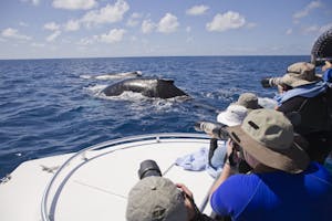 Humpback Whale from the tender photo by Cheesemans’ Ecology Safaris
