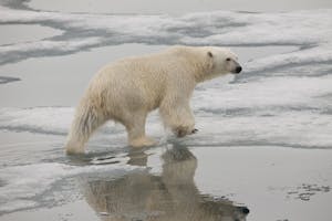Polar Bear taken with Telephoto Lens © Cheesemans' Ecology Safaris