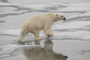 Polar Bear photo by Cheesemans’ Ecology Safaris