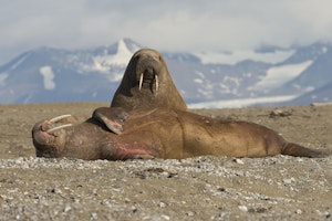 Walrus photo by Cheesemans’ Ecology Safaris