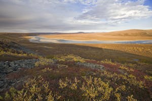 Arctic Coastal Plain in autumn photo by Hugh Rose with Cheesemans' Ecology Safaris