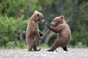 Brown Bear cubs photo by Ron Niebrugge with Cheesemans' Ecology Safaris