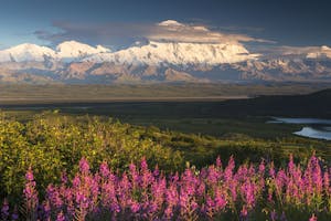 Mt. McKinley also known as Denali, photo by Ron Niebrugge with Cheesemans' Ecology Safaris